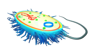 bacteria cell R_0001 (2)